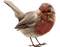 Oiseaux Rouge Beige:) - PNG gratuit GIF animé
