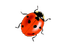 ladybug - gratis png geanimeerde GIF
