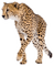 Kaz_Creations Cheetah - PNG gratuit GIF animé