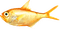 Fish.Gold.Orange - png grátis Gif Animado