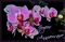 orchidee - kostenlos png Animiertes GIF