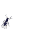 insect - Darmowy animowany GIF animowany gif