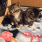 baby cats - 無料のアニメーション GIF アニメーションGIF