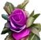 rosa viola - png gratuito GIF animata