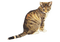 Katze, getigert, Cat - PNG gratuit GIF animé