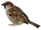 bird - бесплатно png анимированный гифка