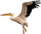 Birds bp - 免费PNG 动画 GIF