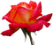 rosa - bezmaksas png animēts GIF