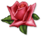 Flowers - безплатен png анимиран GIF