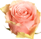 rose rose.Cheyenne63 - ingyenes png animált GIF