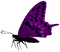 BUTTERFLY - gratis png animerad GIF