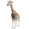 giraffe, kirahvi - PNG gratuit GIF animé