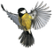 oiseaux - bezmaksas png animēts GIF