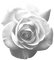 Rose.White - kostenlos png Animiertes GIF