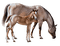 horse dubravka4 - PNG gratuit GIF animé