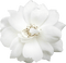 autumn deco kikkapink png white flower - png gratuito GIF animata