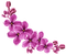 Lilac Violet - Bogusia - zdarma png animovaný GIF