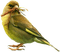 bird - ingyenes png animált GIF