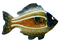fish - δωρεάν png κινούμενο GIF