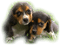 Hund chien  dog - kostenlos png Animiertes GIF