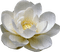 Lilia biała - darmowe png animowany gif