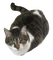 Luna the cat - ücretsiz png animasyonlu GIF