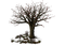 tree katrin - PNG gratuit GIF animé