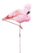 Flamingo, Aquarelle - Free PNG Animated GIF