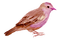 kikkapink bird purple fantasy scrap - безплатен png анимиран GIF