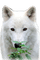 wolf katrin - nemokama png animuotas GIF