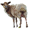 Sheep.Mouton.Oveja.gif.Victoriabea - Animovaný GIF zadarmo animovaný GIF