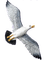 gull katrin - бесплатно png анимированный гифка