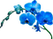 Tournesol94 fleur - bezmaksas png animēts GIF