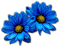 fleur bleu flowers blue