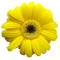 Kaz_Creations Deco Scrap Flower Yellow - PNG gratuit GIF animé