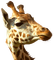 girafe - ingyenes png animált GIF