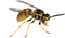 Kaz_Creations Insect Wasp - gratis png animeret GIF
