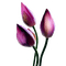 Lotus - besplatni png animirani GIF