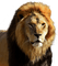 lion, leijona - gratis png animeret GIF