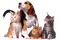 Kaz_Creations Dogs Dog Pup 🐶Cats Cat Kitten - png gratuito GIF animata