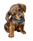 puppy - nemokama png animuotas GIF