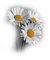marguerite - Free PNG Animated GIF