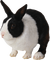 Kaz_Creations Rabbit - ingyenes png animált GIF