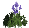 Plants.Fleurs.Flowers.purple.Victoriabea - GIF animé gratuit GIF animé