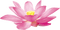 Lotus - δωρεάν png κινούμενο GIF