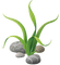 Seaweed-RM - бесплатно png анимированный гифка
