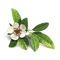 Tea Blossom - ilmainen png animoitu GIF