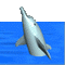 dolphin - GIF animado grátis Gif Animado
