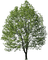 tree katrin - kostenlos png Animiertes GIF