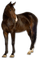 Kaz_Creations Horse - Free PNG Animated GIF
